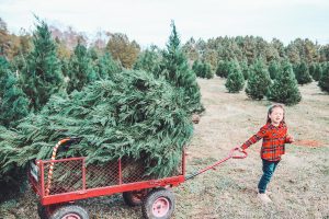 Should you get a real tree or a fake tree? Here are some pros and cons of each and the story of why we choose real every year! #livingletterhome #realchristmastree #christmastreefarm